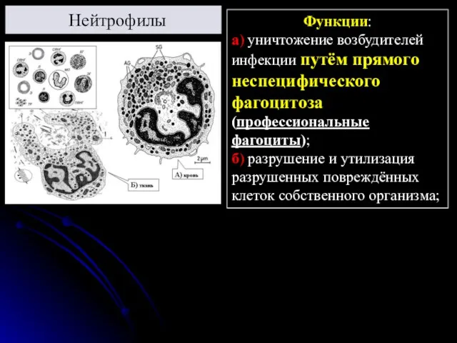 Нейтрофилы Функции: а) уничтожение возбудителей инфекции путём прямого неспецифического фагоцитоза