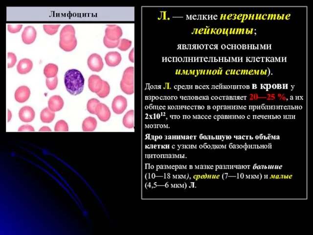 Лимфоциты Л. — мелкие незернистые лейкоциты; являются основными исполнительными клетками