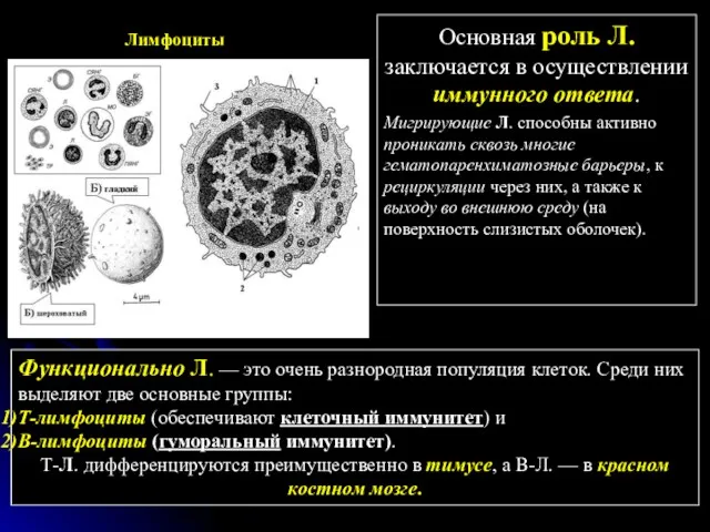 Лимфоциты Основная роль Л. заключается в осуществлении иммунного ответа. Мигрирующие