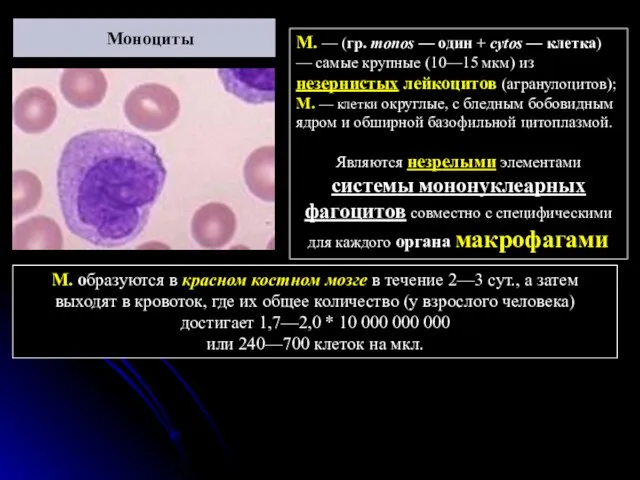 Моноциты М. образуются в красном костном мозге в течение 2—3