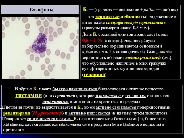 Б. — (гр. вasis — основание + philia — любовь)