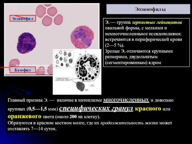 Эозинофилы Эозинофил Базофил Э. — группа зернистых лейкоцитов овальной формы,