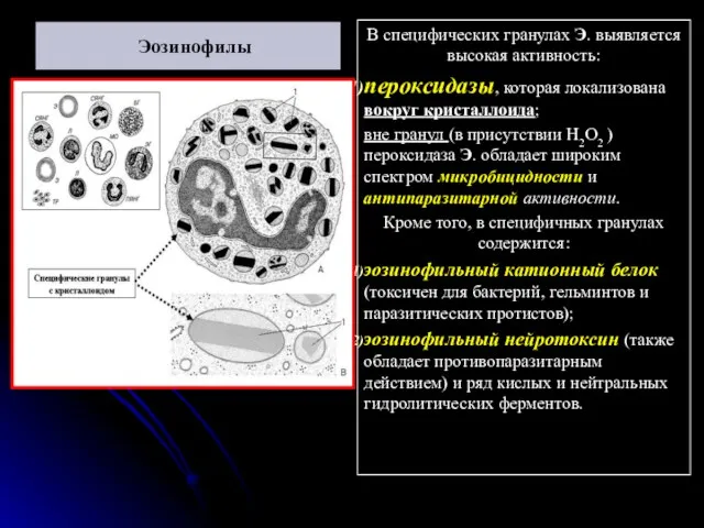В специфических гранулах Э. выявляется высокая активность: пероксидазы, которая локализована