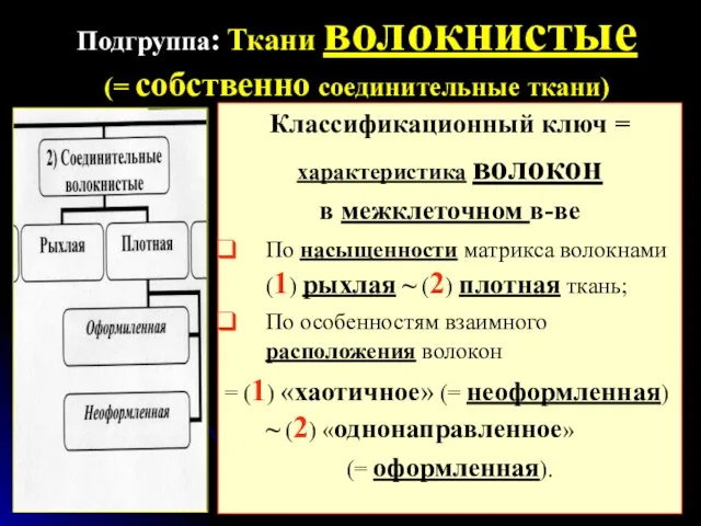 Подгруппа: Ткани волокнистые (= собственно соединительные ткани) Классификационный ключ =