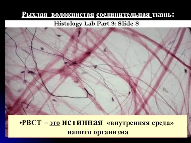 Рыхлая волокнистая соединительная ткань: РВСТ = это истинная «внутренняя среда» нашего организма