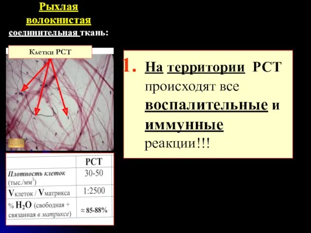 Рыхлая волокнистая соединительная ткань: На территории РСТ происходят все воспалительные и иммунные реакции!!! Клетки РСТ