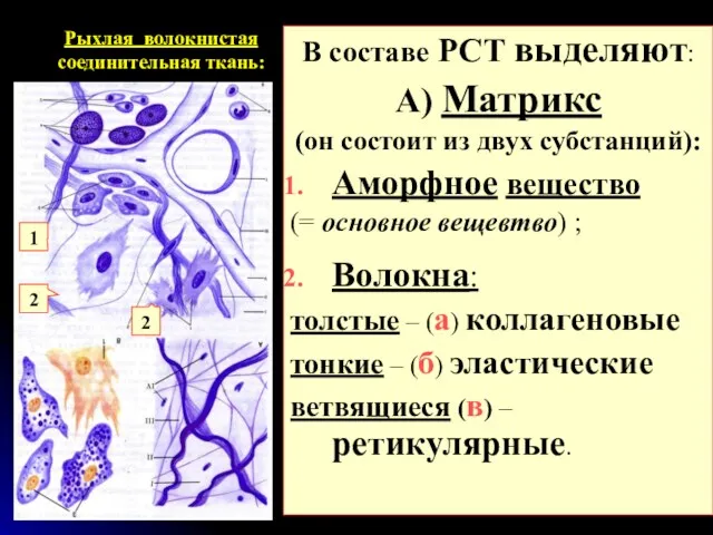 Рыхлая волокнистая соединительная ткань: В составе РСТ выделяют: А) Матрикс