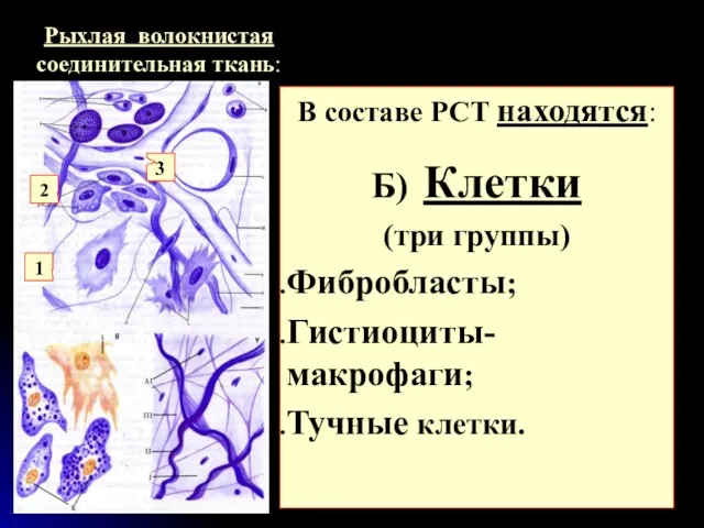 Рыхлая волокнистая соединительная ткань: В составе РСТ находятся: Б) Клетки