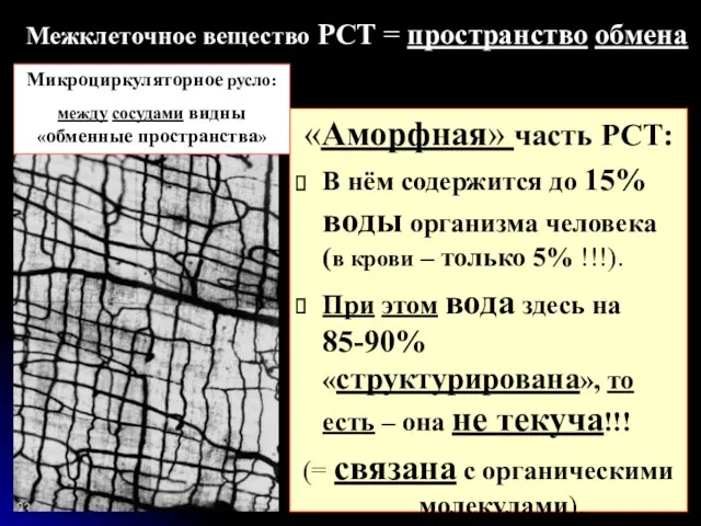 Межклеточное вещество РСТ = пространство обмена «Аморфная» часть РСТ: В