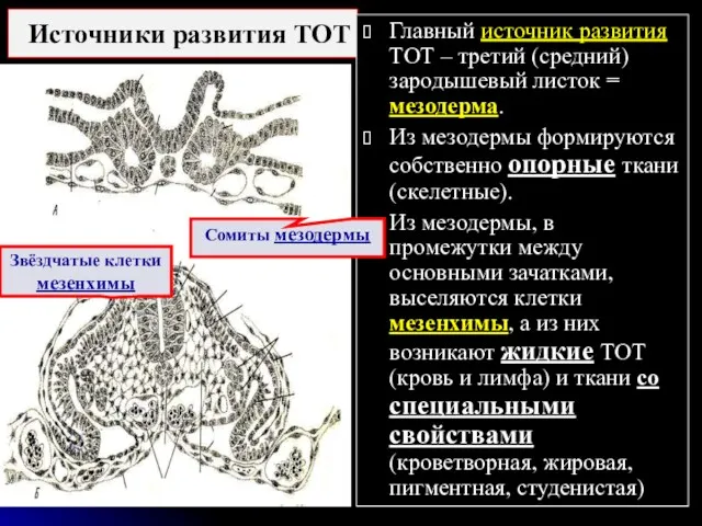 Источники развития ТОТ Главный источник развития ТОТ – третий (средний)