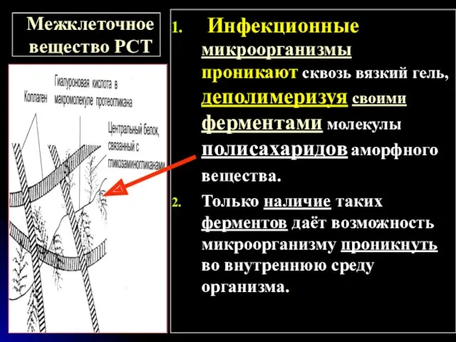 Межклеточное вещество РСТ Инфекционные микроорганизмы проникают сквозь вязкий гель, деполимеризуя