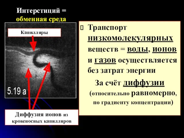 Интерстиций = обменная среда Транспорт низкомолекулярных веществ = воды, ионов