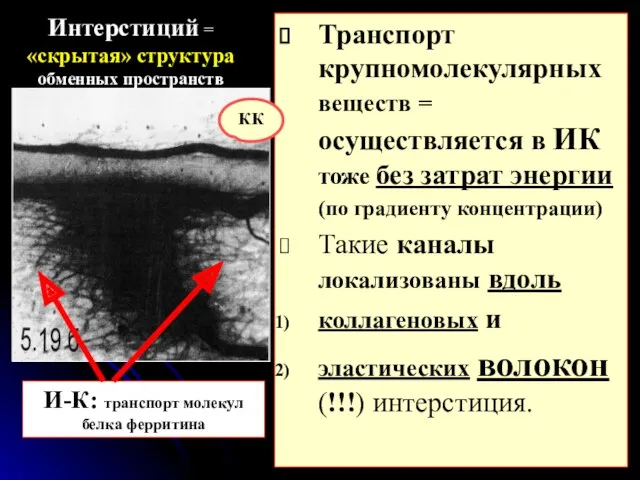 Интерстиций = «скрытая» структура обменных пространств Транспорт крупномолекулярных веществ =