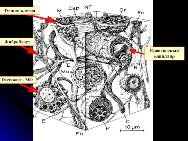 Тучная клетка Фибробласт Гистиоцит - МФ Кровеносный капилляр