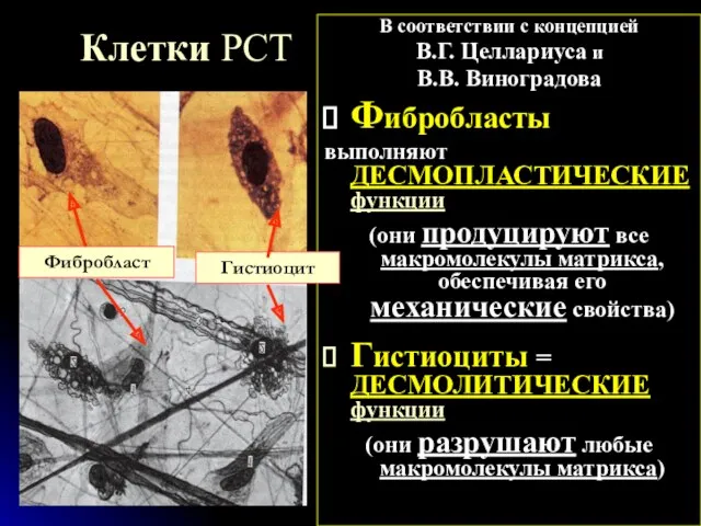 Клетки РСТ В соответствии с концепцией В.Г. Целлариуса и В.В.