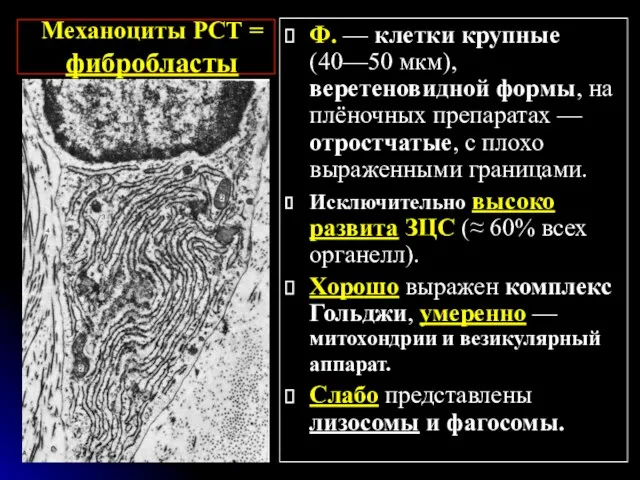 Механоциты РСТ = фибробласты Ф. — клетки крупные (40—50 мкм),