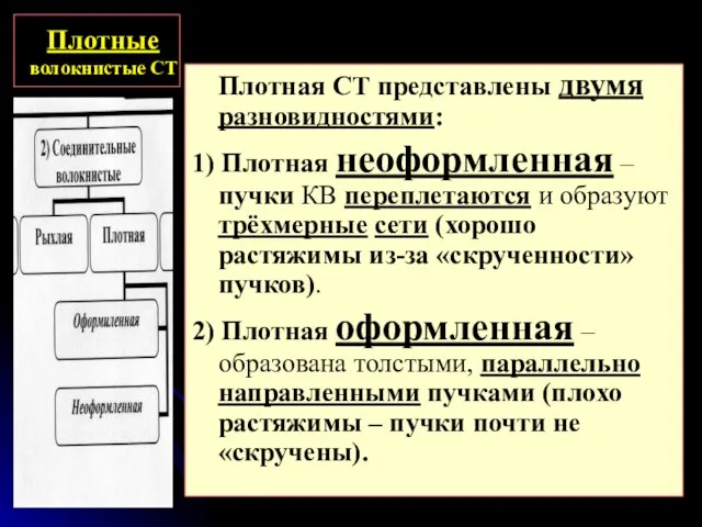 Плотные волокнистые СТ Плотная СТ представлены двумя разновидностями: 1) Плотная