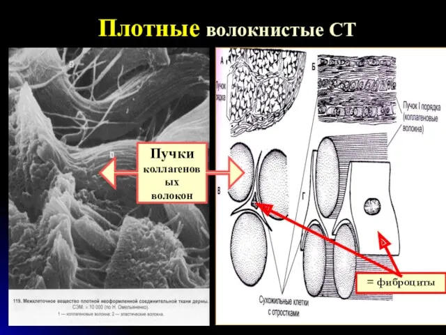 Плотные волокнистые СТ = фиброциты Пучки коллагеновых волокон