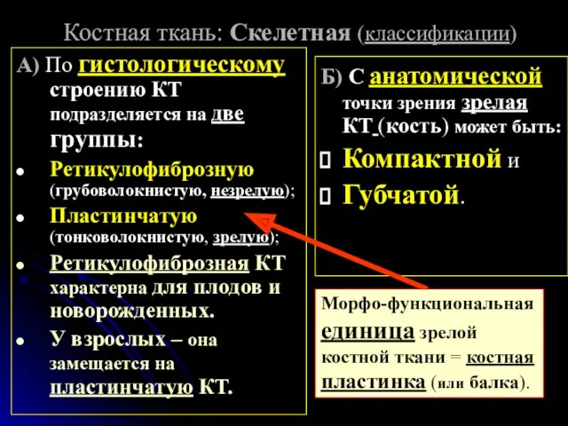 Костная ткань: Скелетная (классификации) Б) С анатомической точки зрения зрелая