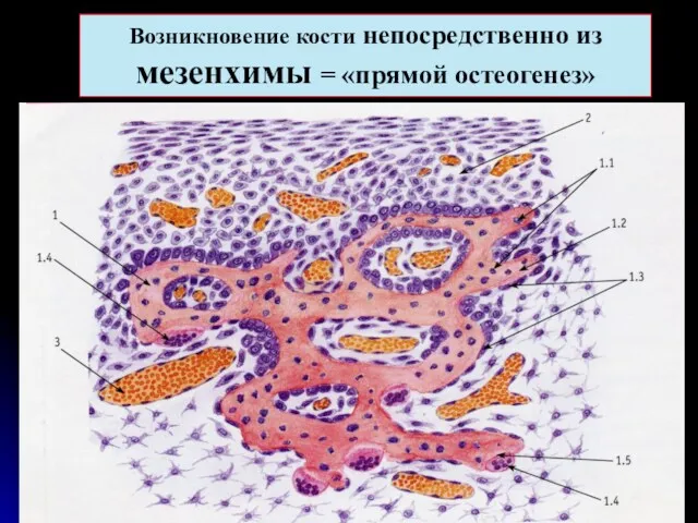 Возникновение кости непосредственно из мезенхимы = «прямой остеогенез»