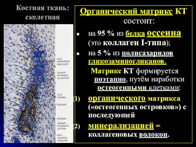 Костная ткань: скелетная Органический матрикс КТ состоит: на 95 %