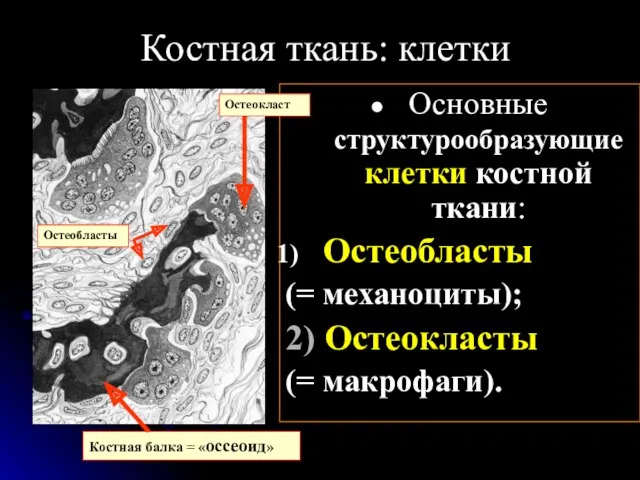 Костная ткань: клетки Основные структурообразующие клетки костной ткани: Остеобласты (=