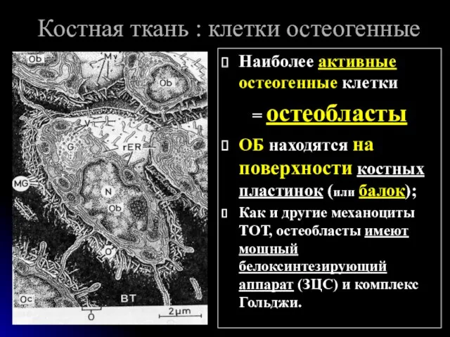 Костная ткань : клетки остеогенные Наиболее активные остеогенные клетки =