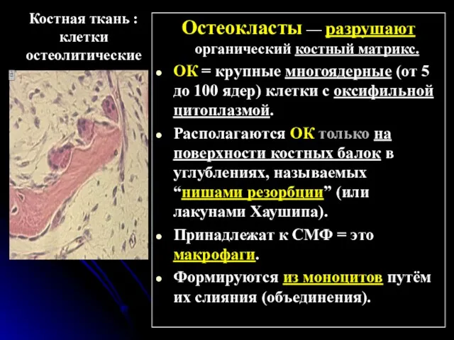 Костная ткань : клетки остеолитические Остеокласты — разрушают органический костный