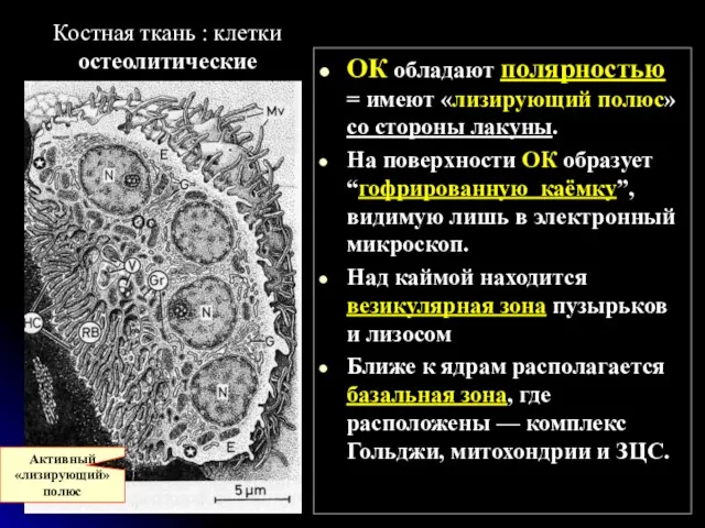 Костная ткань : клетки остеолитические ОК обладают полярностью = имеют