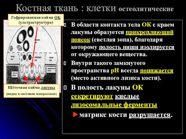 Костная ткань : клетки остеолитические В области контакта тела ОК