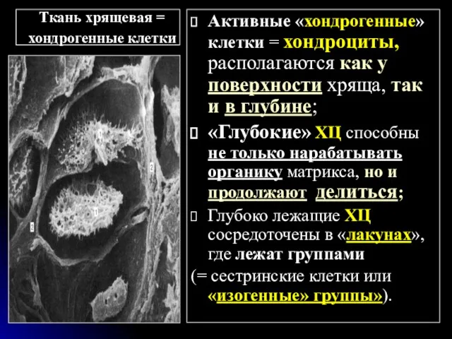 Ткань хрящевая = хондрогенные клетки Активные «хондрогенные» клетки = хондроциты,