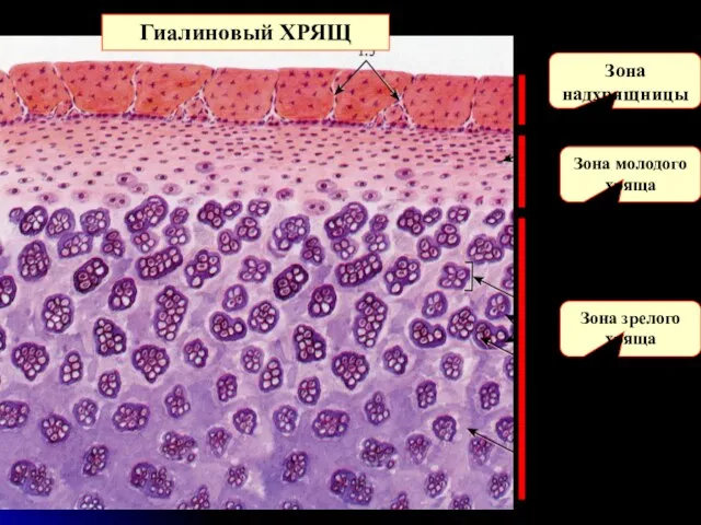Зона надхрящницы Зона молодого хряща Зона зрелого хряща Гиалиновый ХРЯЩ