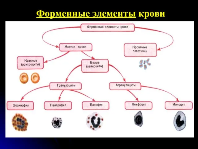 Форменные элементы крови