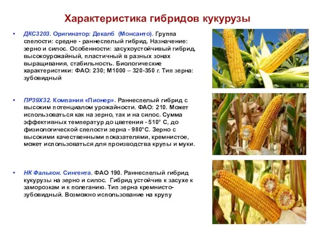 Характеристика гибридов кукурузы ДКС3203. Оригинатор: Декалб (Монсанто). Группа спелости: средне