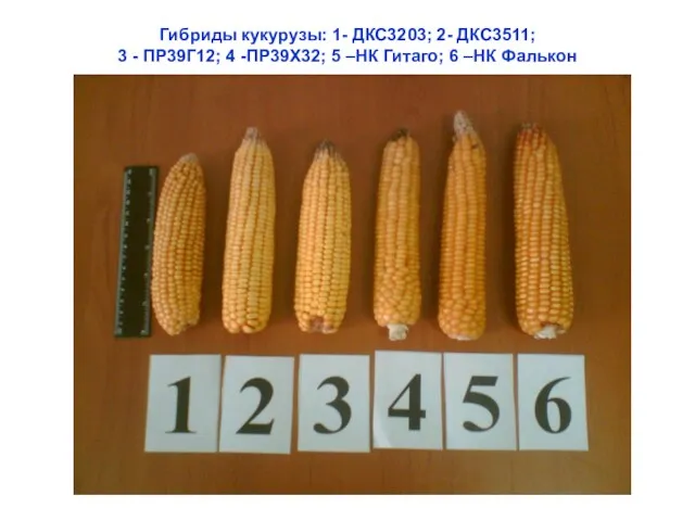 Гибриды кукурузы: 1- ДКС3203; 2- ДКС3511; 3 - ПР39Г12; 4