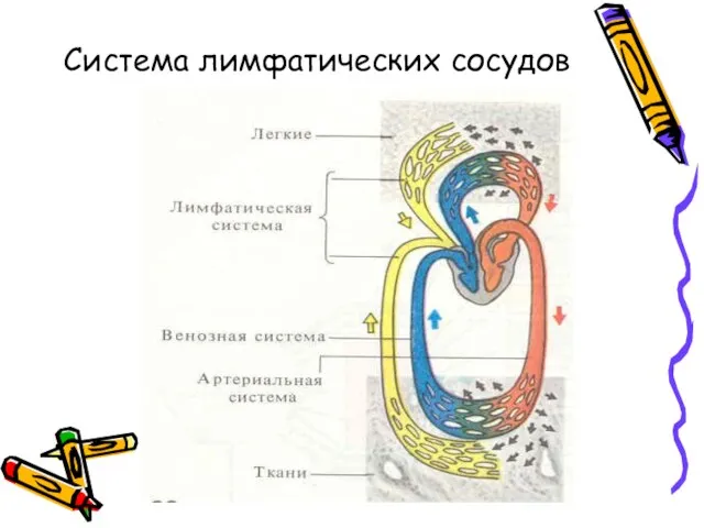 Система лимфатических сосудов