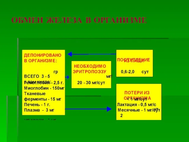 ОБМЕН ЖЕЛЕЗА В ОРГАНИЗМЕ