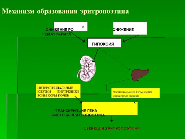 Механизм образования эритропоэтина