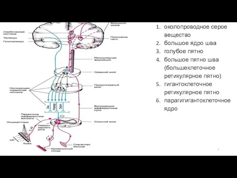 околопроводное серое вещество большое ядро шва голубое пятно большое пятно