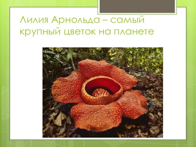 Лилия Арнольда – самый крупный цветок на планете
