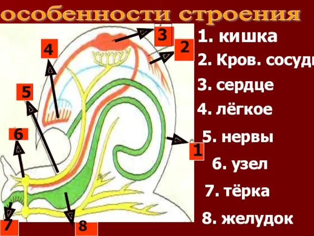 особенности строения 6 1 2 3 4 5 7 8