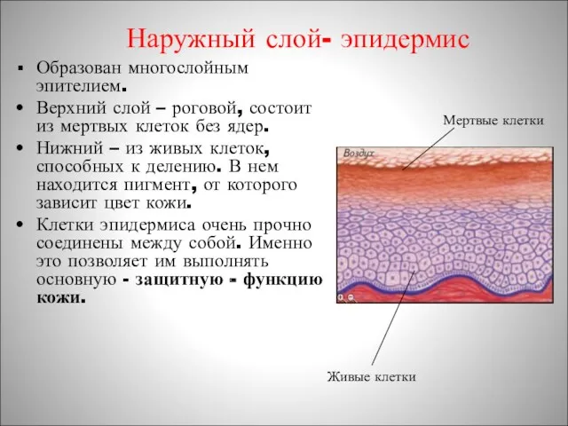 Наружный слой- эпидермис Образован многослойным эпителием. Верхний слой – роговой,