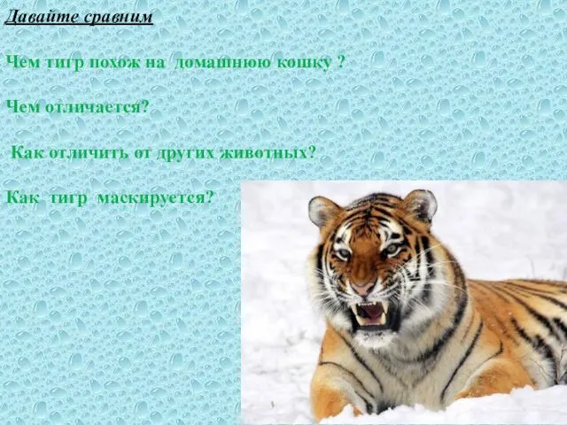 Давайте сравним Чем тигр похож на домашнюю кошку ? Чем отличается? Как отличить