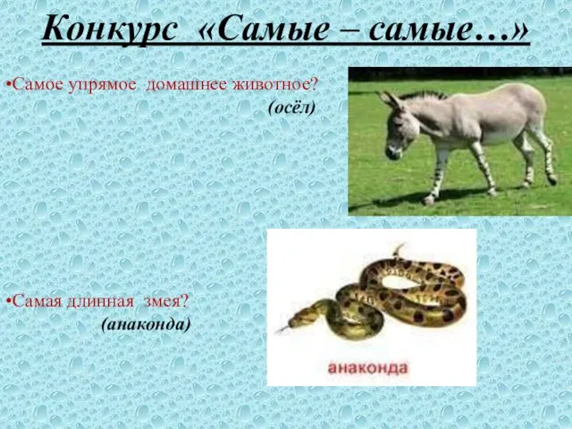 Конкурс «Самые – самые…» •Самое упрямое домашнее животное? (осёл) •Самая длинная змея? (анаконда)