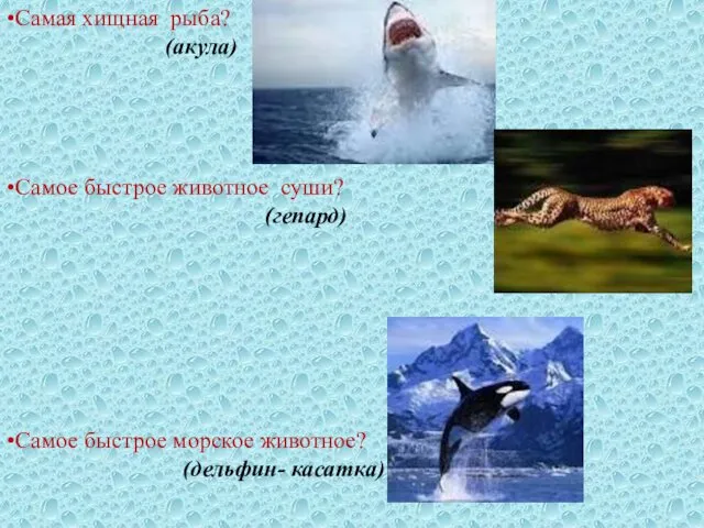 •Самая хищная рыба? (акула) •Самое быстрое животное суши? (гепард) •Самое быстрое морское животное? (дельфин- касатка)