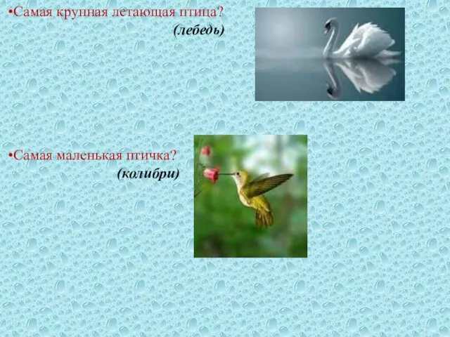 •Самая крупная летающая птица? (лебедь) •Самая маленькая птичка? (колибри)