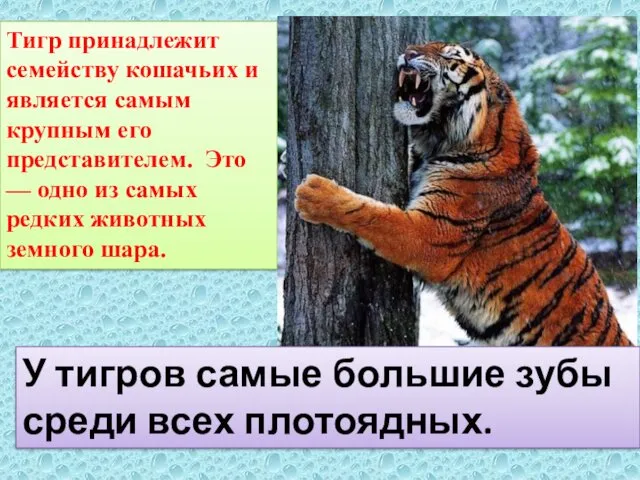 Тигр принадлежит семейству кошачьих и является самым крупным его представителем.