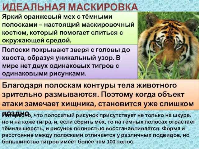 ИДЕАЛЬНАЯ МАСКИРОВКА ТИГРОВ Яркий оранжевый мех с тёмными полосками – настоящий маскировочный костюм,