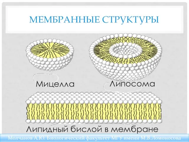 Молчанов А.Ю. Биологический факультет МГУ имени М.В.Ломоносова МЕМБРАННЫЕ СТРУКТУРЫ