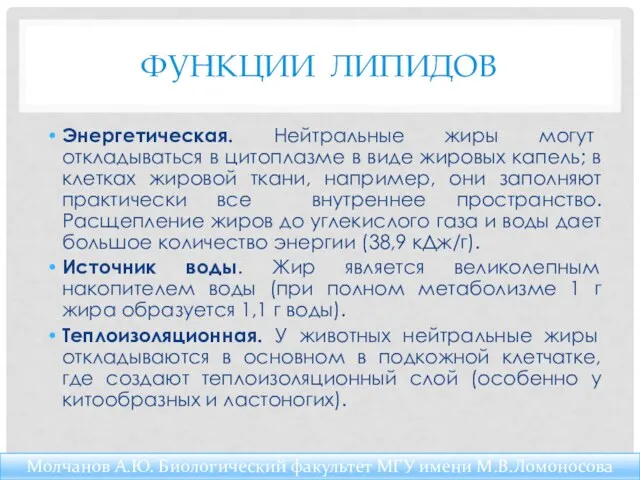 ФУНКЦИИ ЛИПИДОВ Энергетическая. Нейтральные жиры могут откладываться в цитоплазме в